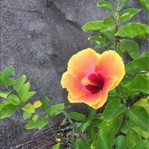 Meet your Posher, Savannah